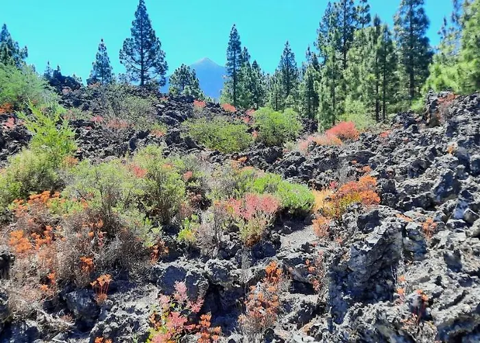 Castle Harbour 2* Los Cristianos (Tenerife)